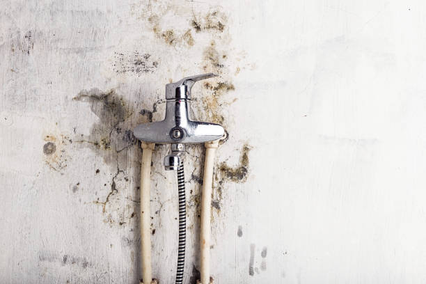 Best Office Mold Removal Services  in Florence, SC