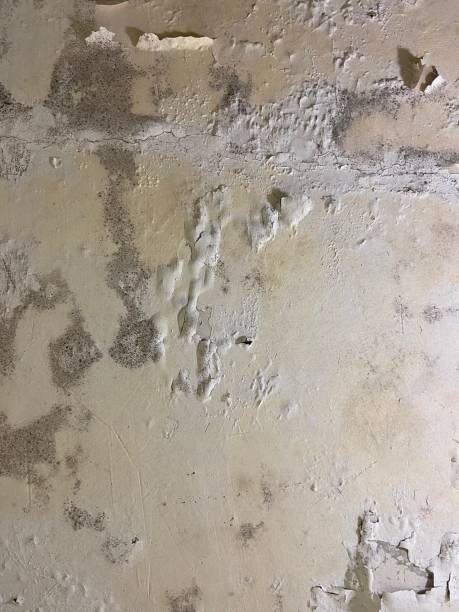 Best Toxic Mold Removal  in Florence, SC