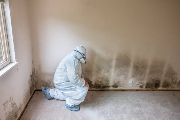 Crawl Space Mold Removal in Florence, SC