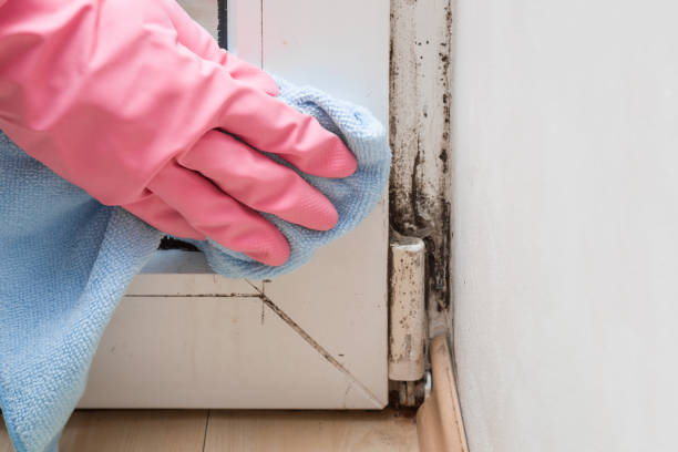 Professional Mold Removal in Florence, SC